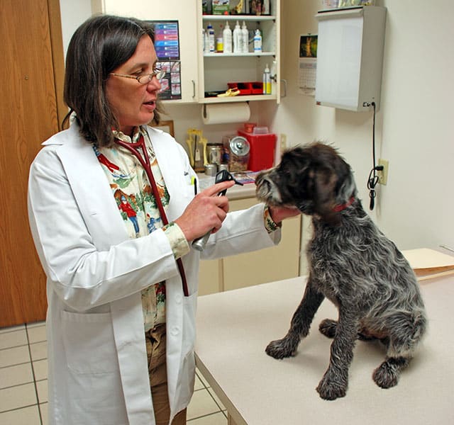 Veterinarian examines puppy