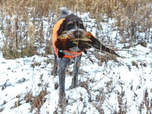 Dog retrieving pheasant