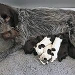 Arika nursing pups
