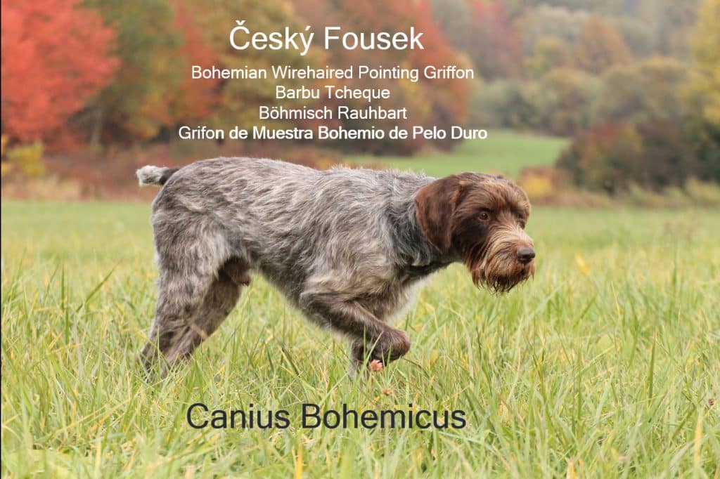 Canis Bohemicus Cesky Fousek image with alternate breed names