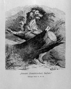 Historical print of rough-coated hunting dog