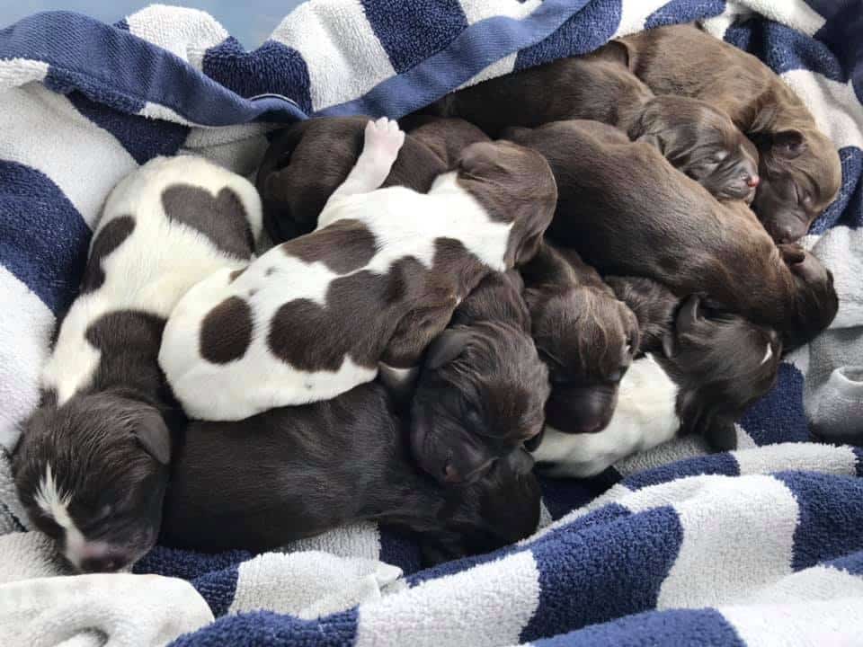 A of Shaw Brook 10 pups